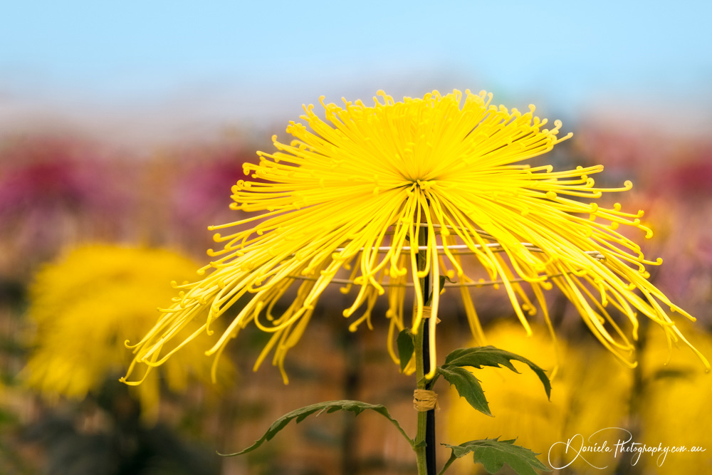 Chrysanthemum Spectacular Yellow in traditional Japanese Ozukuri Style